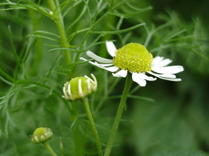 Matricaria recutita